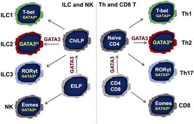 GATA3 Regulates the Development and Functions of Innate Lymphoid Cell Subsets at Multiple Stages